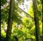 Situated in the woods